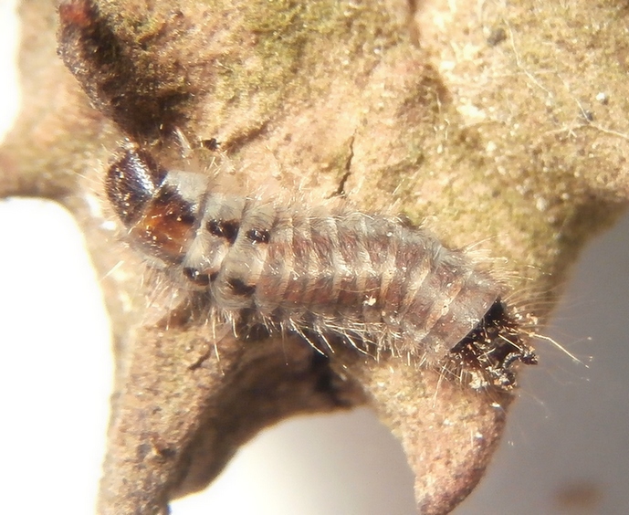 Réf. 193686 — INSECTA > Coleoptera > Melyridae > Dasytes (Dasytes) sp ...